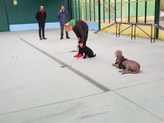 Foto 12 cachorros en Ourense - Escuela de Entrenamiento y Formacion Naru