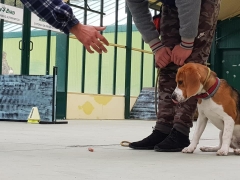 Foto 14 adiestramiento de animales en Ourense - Escuela de Entrenamiento y Formacin Nar