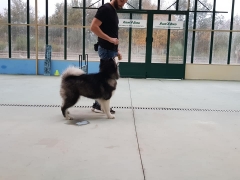 Foto 22 cachorros en Ourense - Escuela de Entrenamiento y Formacion Naru