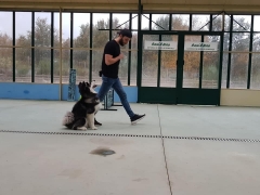 Foto 23 cachorros en Ourense - Escuela de Entrenamiento y Formacion Naru