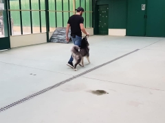 Foto 24 criadero de perros en Ourense - Escuela de Entrenamiento y Formacion Naru