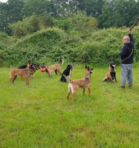 nuestros malinois 