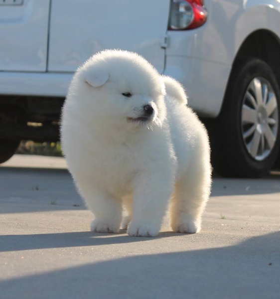 Cachorro de Akita Inu de Wataky Kensha