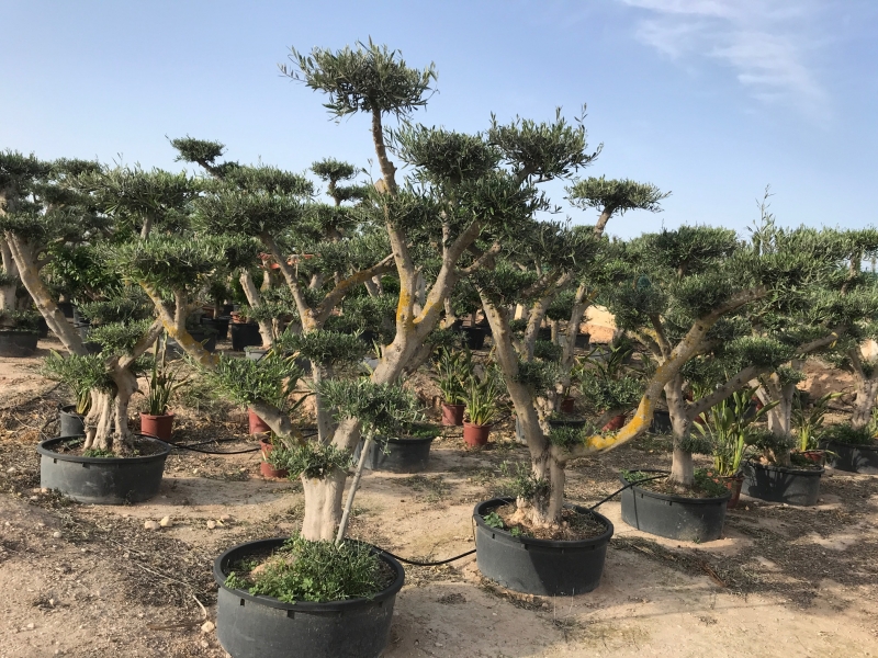 Comprar arboles y plantas ornamentales