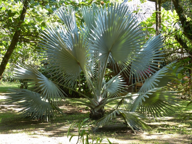 Comprar palmeras resistentes al fro al por mayor