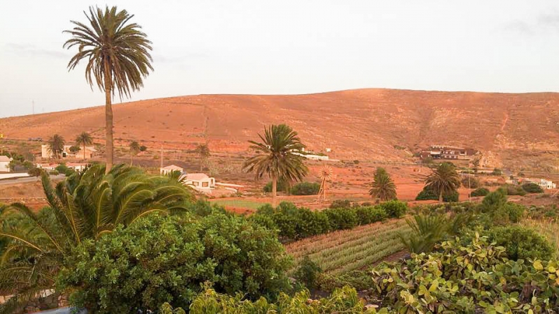 Finca de aloe vera en Fuerteventura, Agualoe en Agua de Bueyes