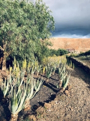 plantacin de aloe vera de Fuerteventura en Agua de Bueyes
