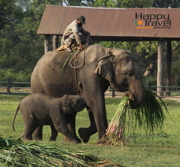 Elefante en el Parque Nacional de Chitwan, Nepal