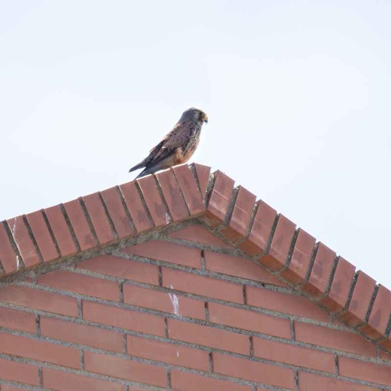 Gaviln, azote de las palomas