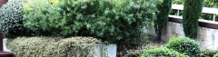 Jardineria y paisajismo den la moraleja, alcobendas, san sebastien de los reyes