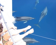 Avistamiento de delfines (dolphin spotting) en benalmdena