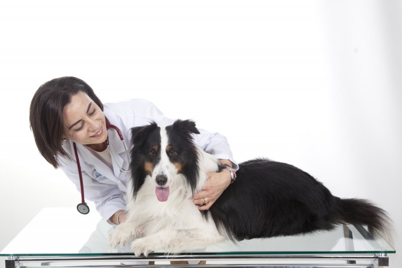 Los mejores especialistas. Medicina alternativa veterinaria.  Dra. María J. Cabeza