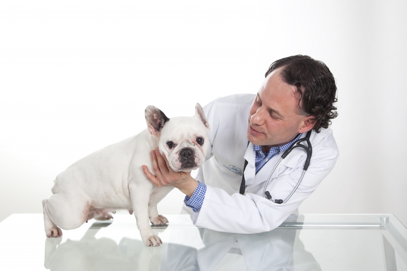 Desde 1999 trabajando para ser tu veterinario de referencia en León. Dermatología veterinaria.