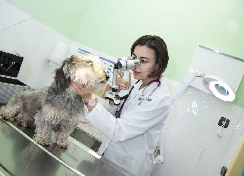 Oftalmologa veterinaria en Len. Ciruga avanzada de ojos. Cataratas en perros. Pide tu cita.