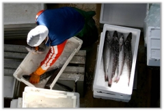 Manipulacin del pescado
