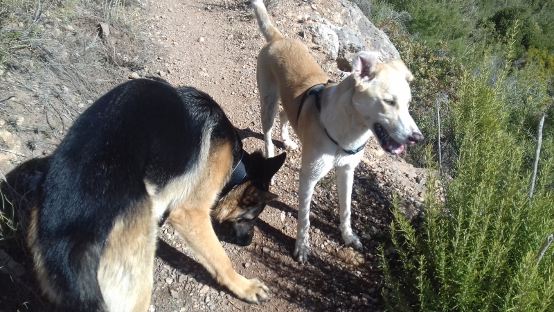 Excursiones y adiestramiento canino en valencia