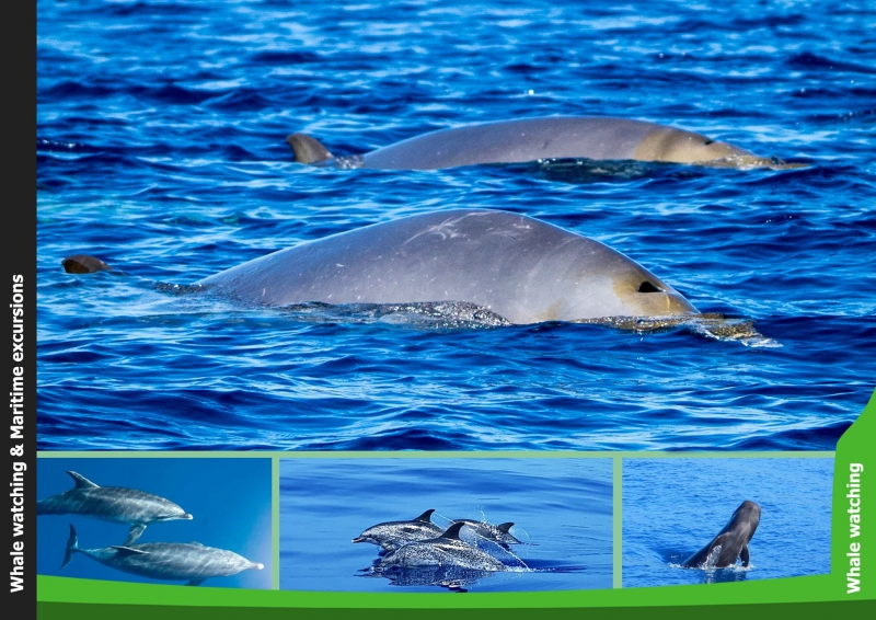 OceanExplorer La Palma Cetaceos