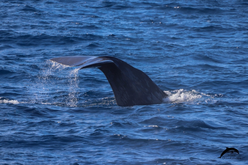 OceanExplorer La Palma Sperm whale