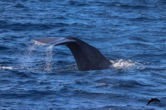 Oceanexplorer la palma sperm whale