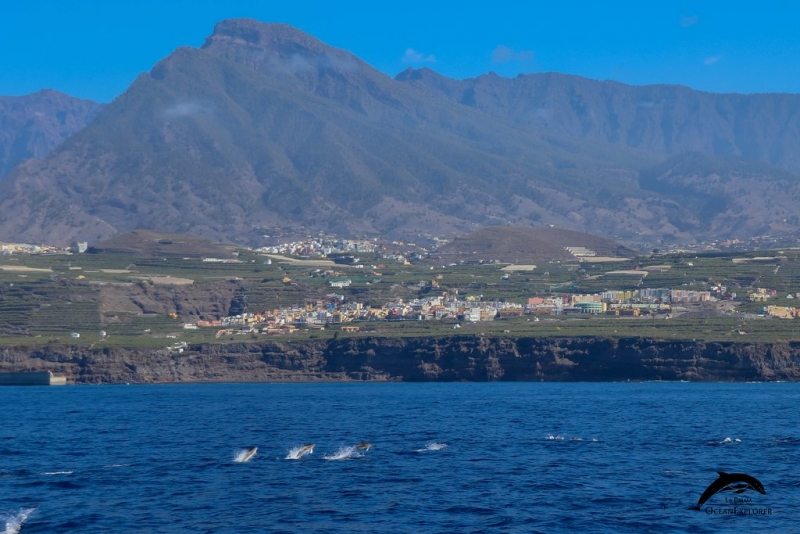 OceanExplorer La Palma dolphins