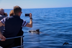 Oceanexplorer flipper calderones 2