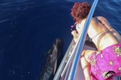 Oceanexplorer flipper cetaceos  la palma