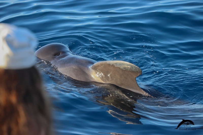 Whale watching OceanExplorer La Palma