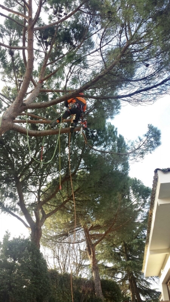 Poda y limpieza de pino piñonero 