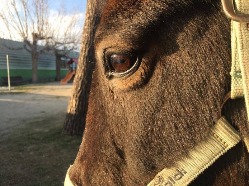 ASOCIACIÓN ARRENATURA - TERAPIAS ASISTIDAS CON ANIMALES