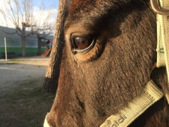 Foto 180 psicólogos en Madrid - Asociacion Arrenatura - Terapias Asistidas con Animales