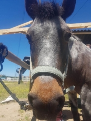 Asociacion arrenatura - terapias asistidas con animales - foto 12