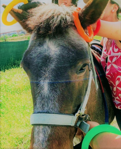 ASOCIACIÓN ARRENATURA - TERAPIAS ASISTIDAS CON ANIMALES