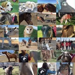 Foto 184 psicólogos en Madrid - Asociacion Arrenatura - Terapias Asistidas con Animales