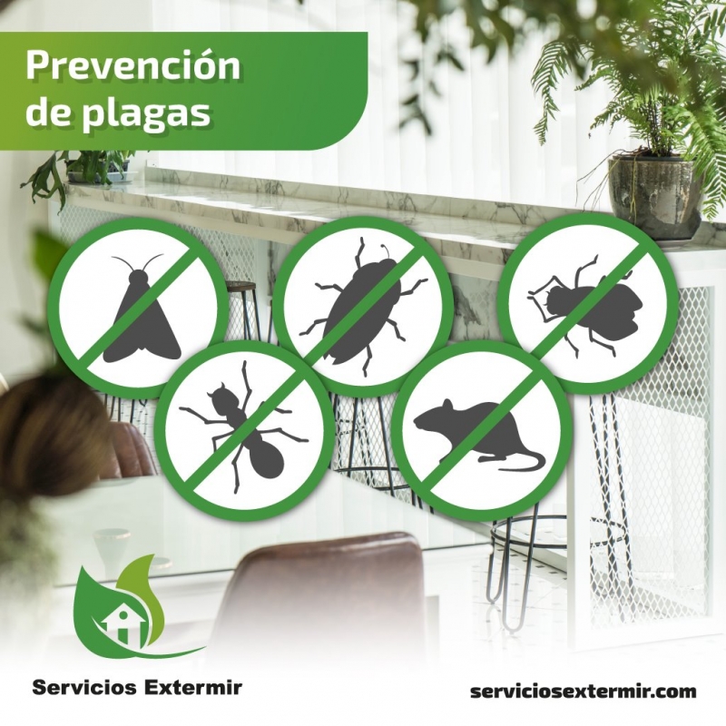 Prevención de plagas Madrid