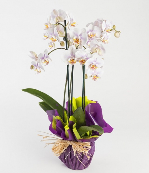 Floristera Los Angeles. Orquideas