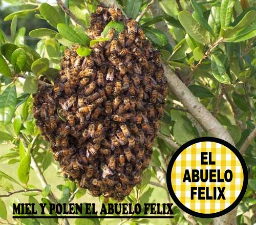 La abeja es la principal polinizadora, con El Abuelo Félix.
