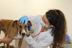 Foto 224 peluquería canina en Madrid - Animalclinic