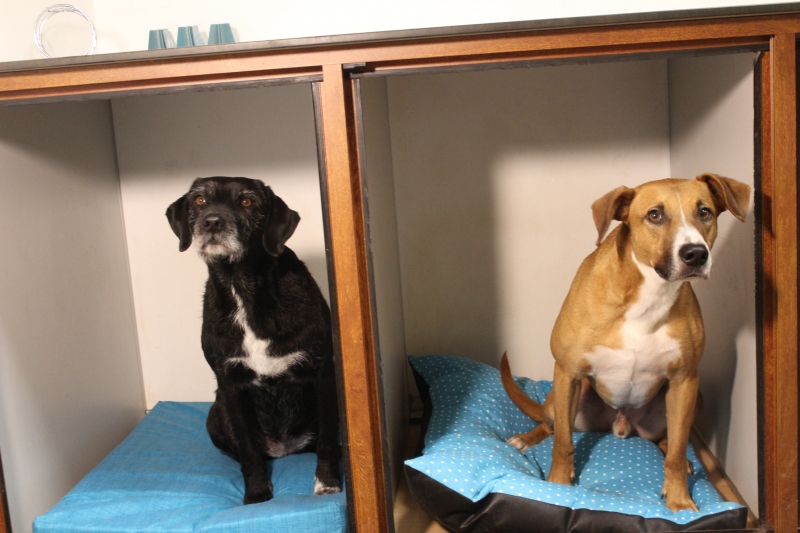 AnimalClinic