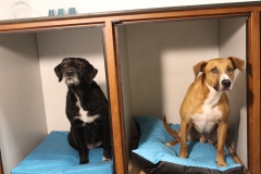 Animalclinic - foto 16