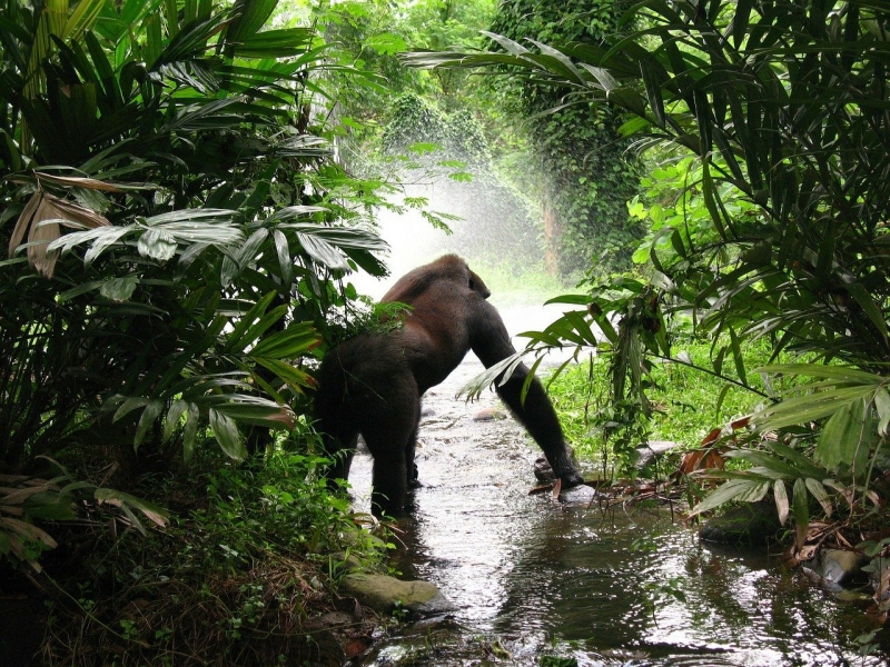 Trekking de los Gorilas en Ruanda con Enotravel