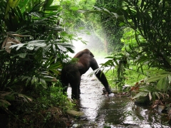 Trekking de los gorilas en ruanda con enotravel