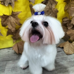 Guspel perruqueria canina - foto 26