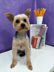 Guspel perruqueria canina - foto 20