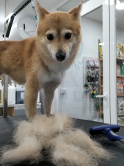 Guspel perruqueria canina - foto 6