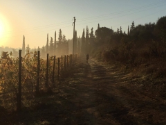 Camino a Fátima
