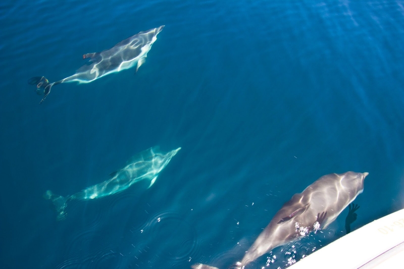 Avistamiento de delfines desde el Velero Ocean Cruiser Benalmdena