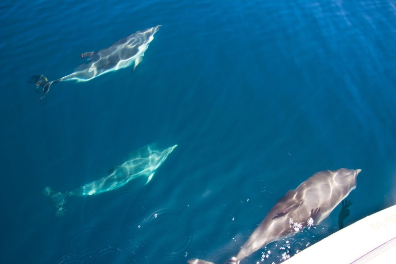 Avistamiento de delfines desde el Velero Ocean Cruiser Benalmádena