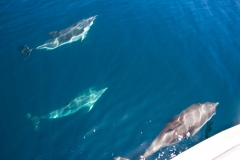 Avistamiento de delfines desde el velero ocean cruiser benalmdena