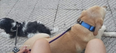 Paseos diarios de juck y richie!