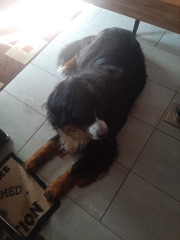 Kaiser en casa unos dias!! precioso boyero!